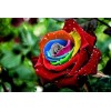 Rainbow Flowers Diamond Painting Kit Rainbow Flowers-16