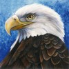 Eagle Calm Diamond Painting Kit