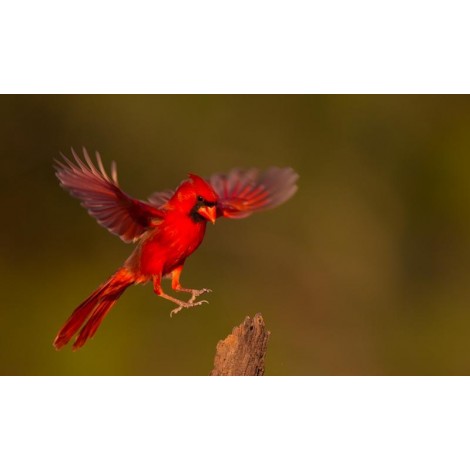 Cardinal In Flight Diamond Painting Kit