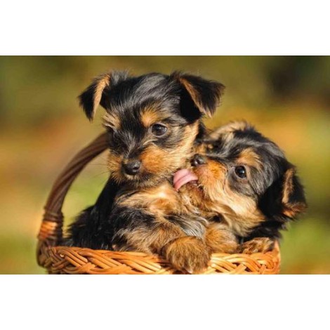 Yorkie Cute Love Diamond Painting Kit