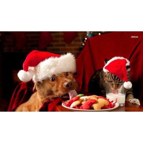 Dog And Cat Christmas Eat Diamond Painting Kit