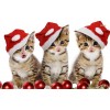 Christmas Cat Diamond Painting Kit