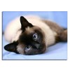 Sleeping Cat Diamond Painting Kit